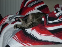 sleeping in blanket.jpg